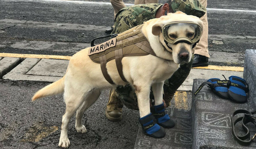 Perritos Históricos Perritos Históricos