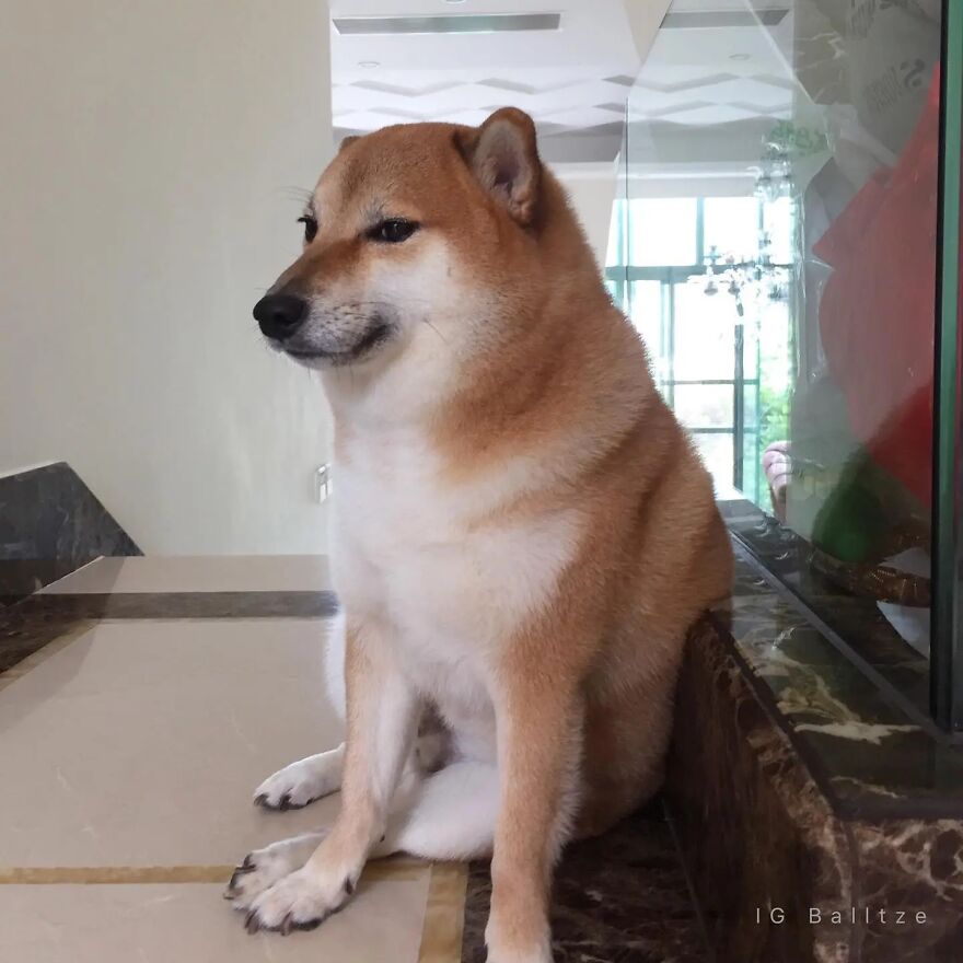Perritos Históricos Perritos Históricos