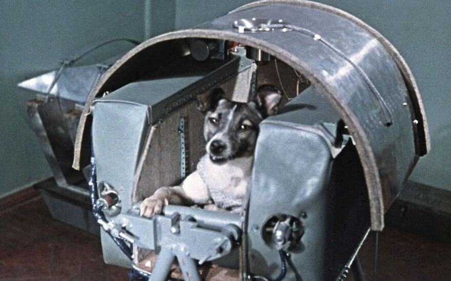 Perritos Históricos Perritos Históricos
