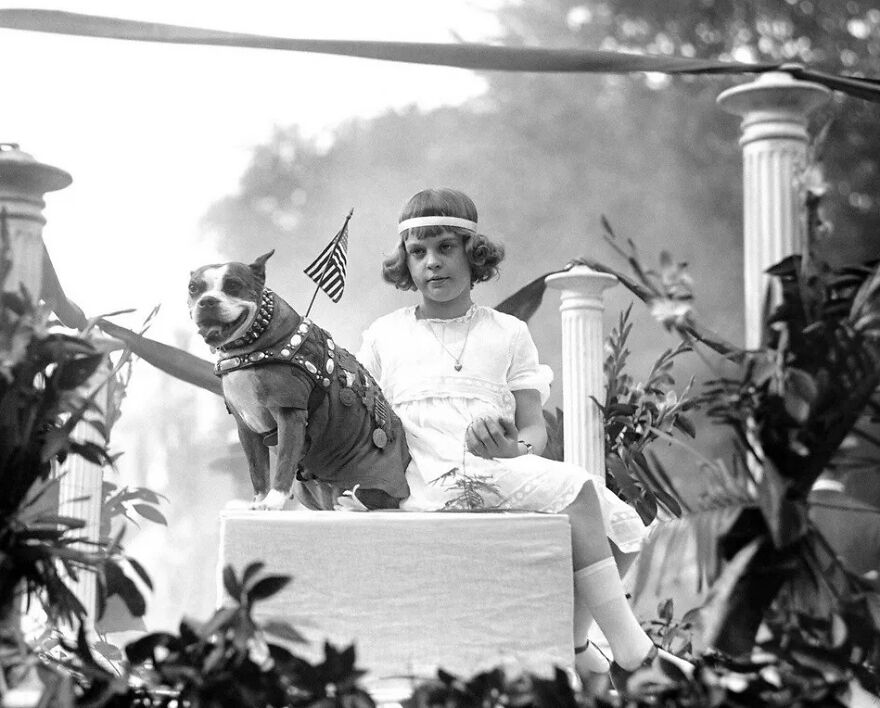 Perritos Históricos Perritos Históricos