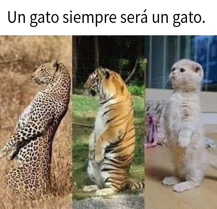 'Kitty Litterposting': 50 Funny Posts And Memes About Cats You May Wish You Could Tag Your Cat In (New Pics)