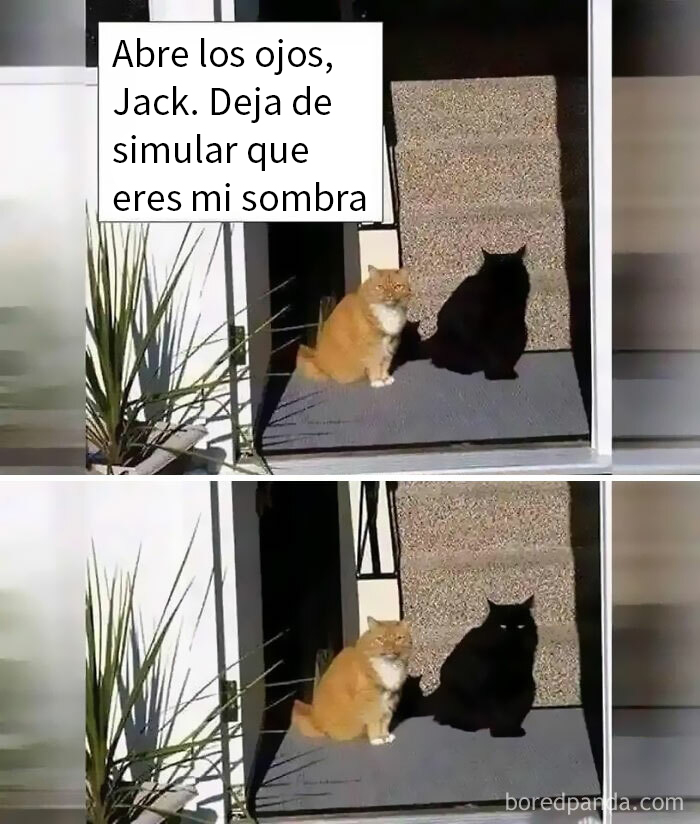 'Kitty Litterposting': 50 Funny Posts And Memes About Cats You May Wish You Could Tag Your Cat In (New Pics)