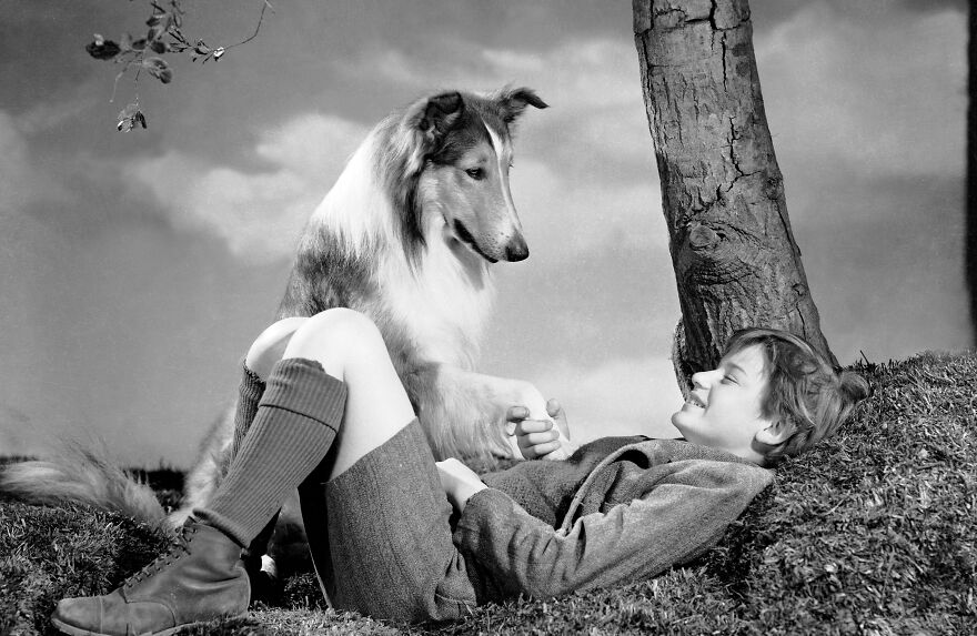 Perritos Históricos Perritos Históricos