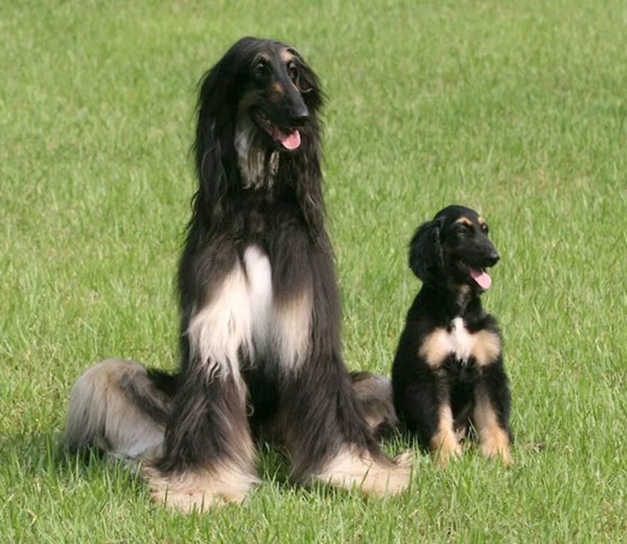 Perritos Históricos Perritos Históricos
