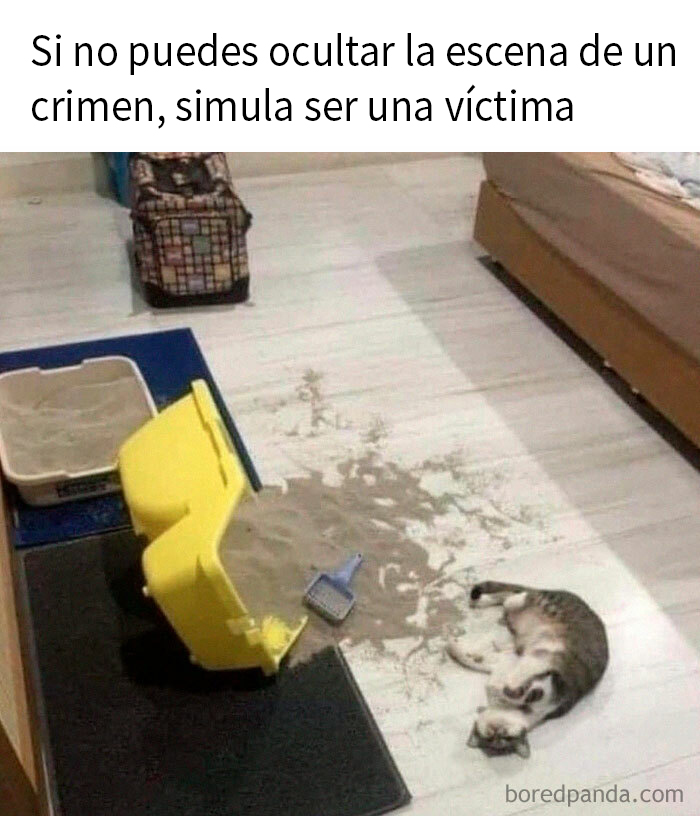 50 Hilarious Cat Memes From This Instagram Account Anyone Obsessed With Cats Would Enjoy