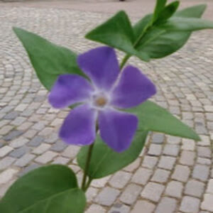 joannatejerocedillo avatar