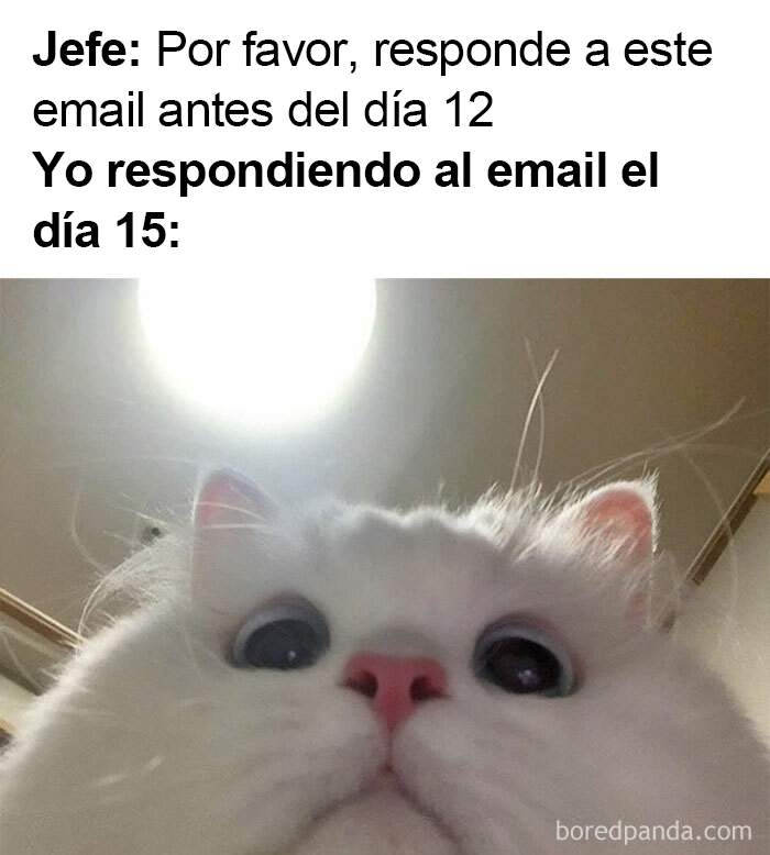 50 Work-Related Memes That May Make You Laugh, Then Cry (New Pics)