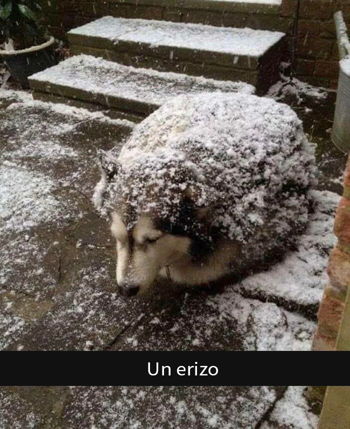 Erizo gigante, no lo asustes