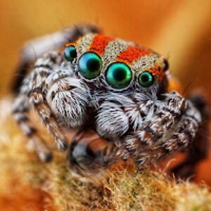 maratus avatar