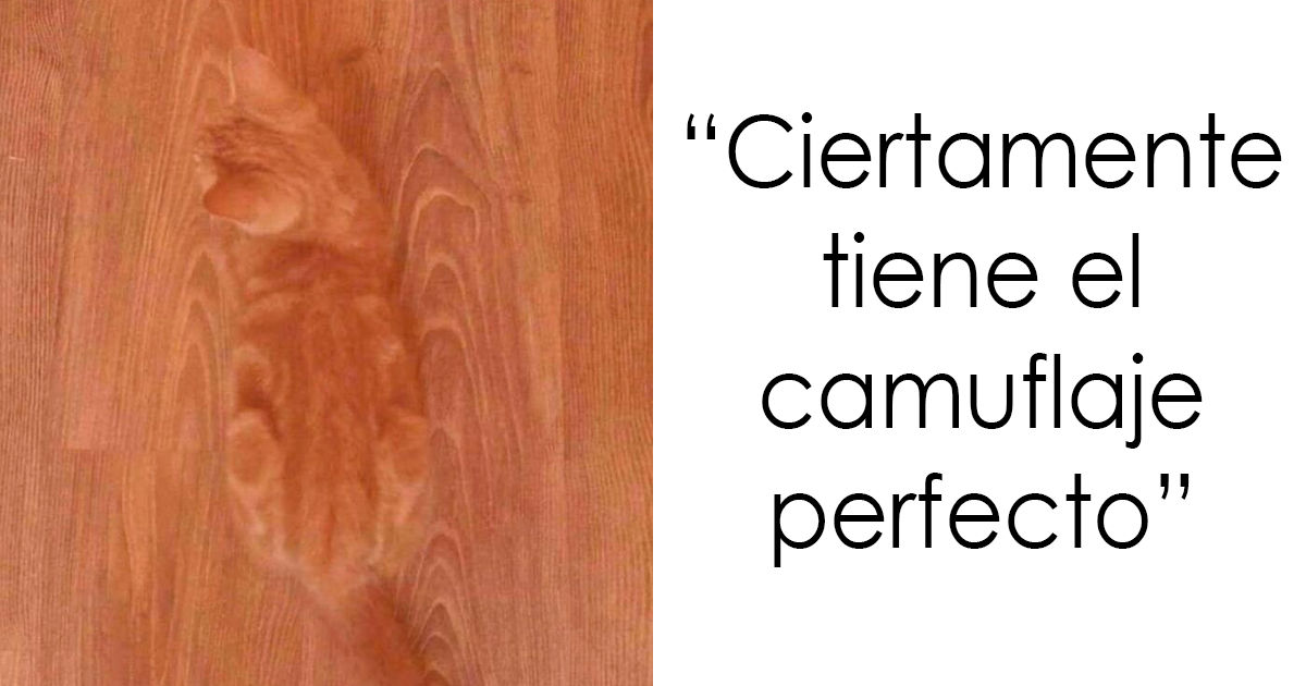 35 Momentos divertidos con gatos que había que compartir