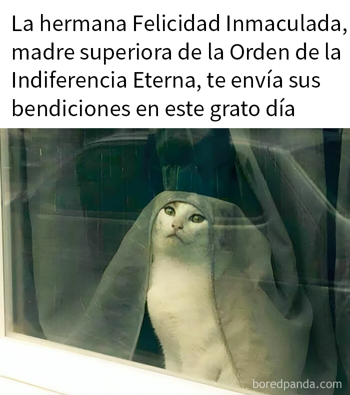 50 Fantastic ‘Cat Memes’ To Help You Get Through Hard Times