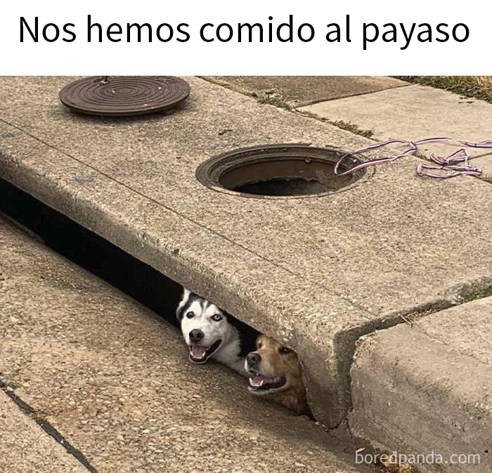 43 Funny Animal Pics That Were Meant To Be Made Into Memes