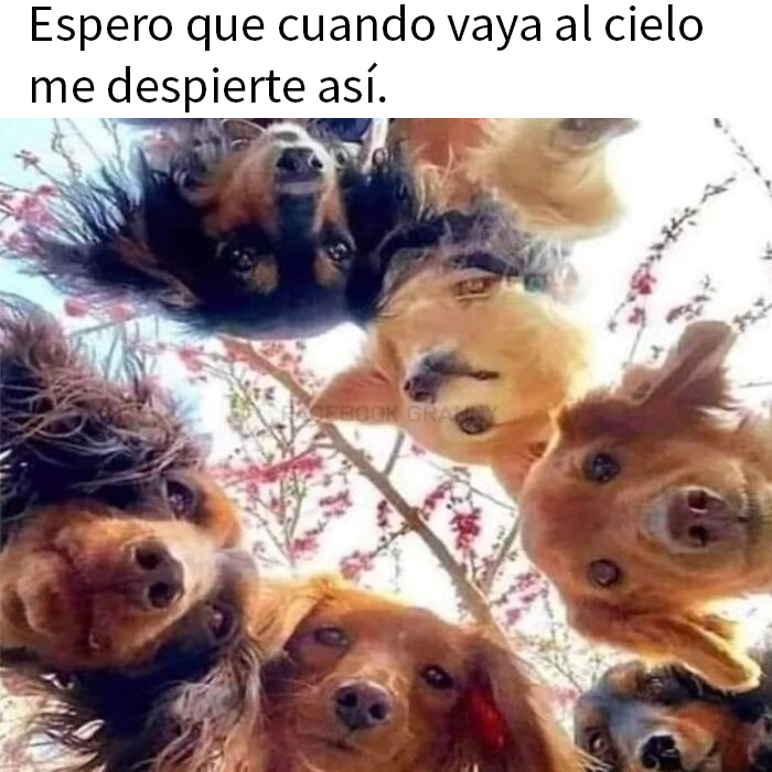 50 Hilariously Wholesome Dog Memes To Brighten Up Your Day