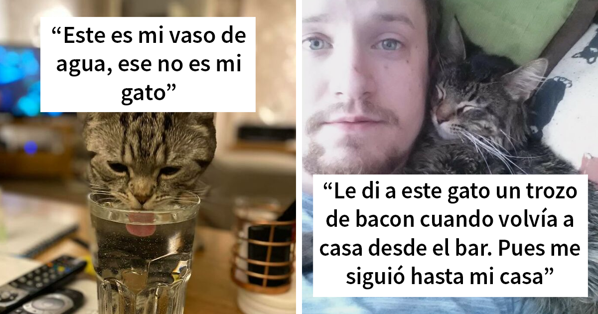 «Esta es mi casa, pero ese no es mi gato»: 35 fotos con los mejores momentos tan divertidos como inesperados
