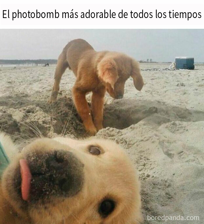 50 Hilariously Random Memes That Keep Entertaining 9.6M Followers Of This IG Page