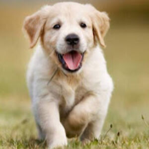 carmennicolasgarcia avatar