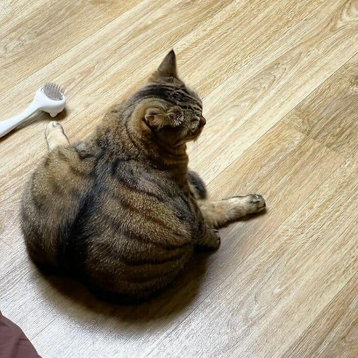 Chonk