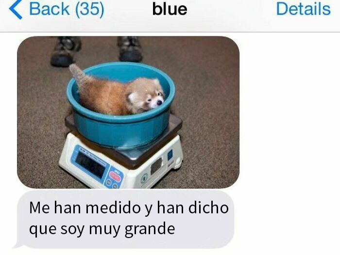 50 Hilarious Animal Memes To Leave You Cackling Like A Hyena