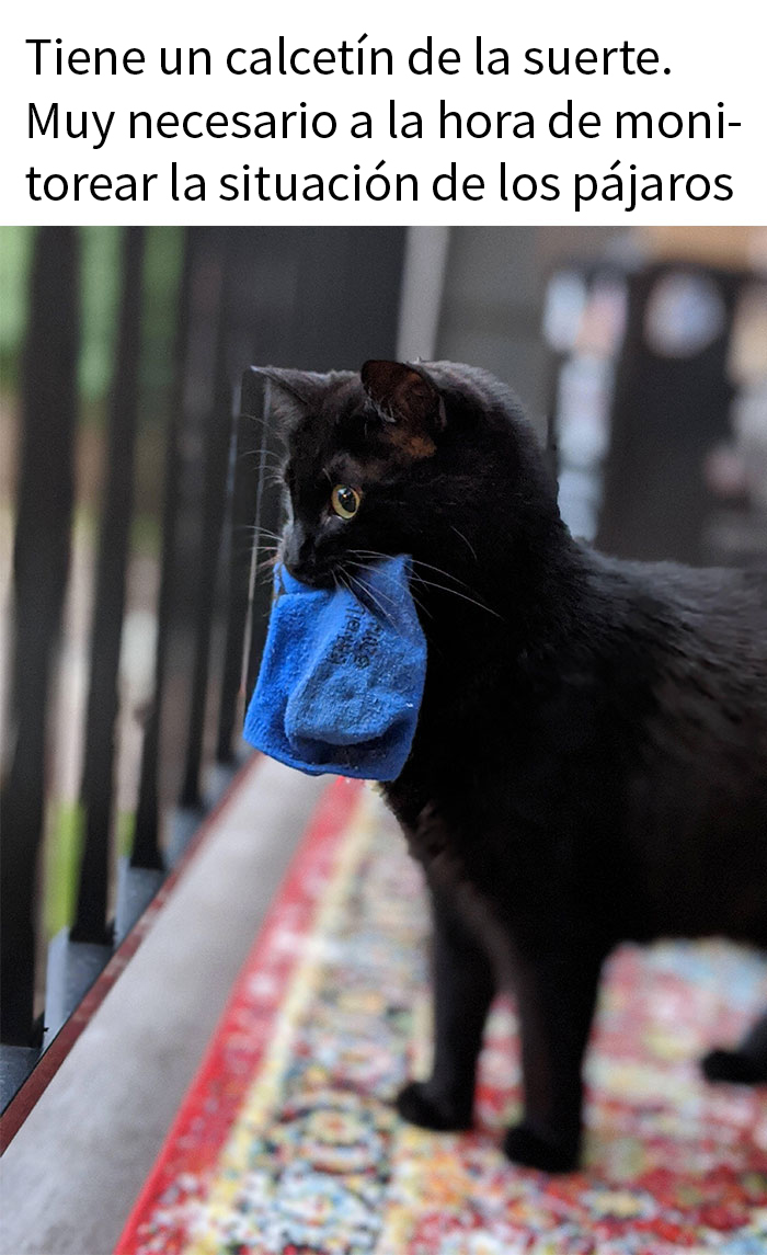 50 Hilarious Animal Memes To Leave You Cackling Like A Hyena