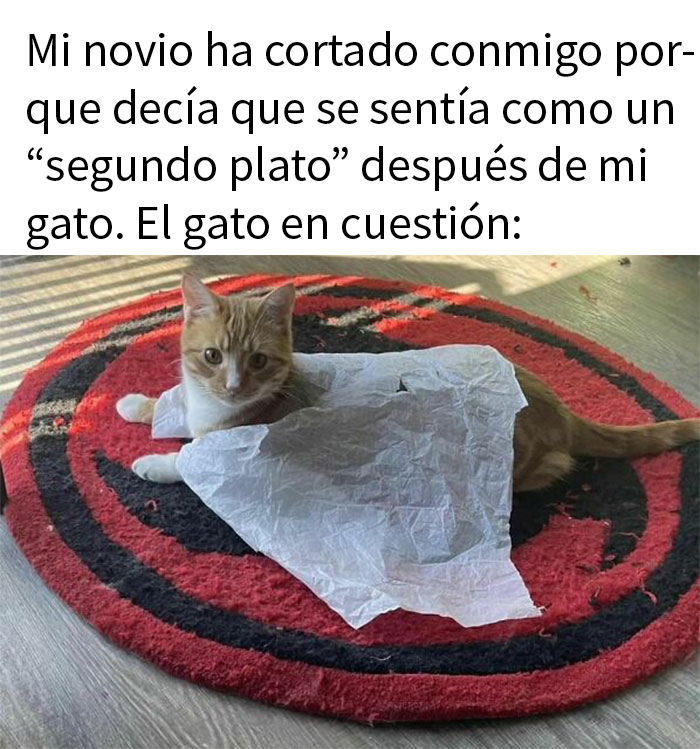 50 Hilarious Animal Memes To Leave You Cackling Like A Hyena