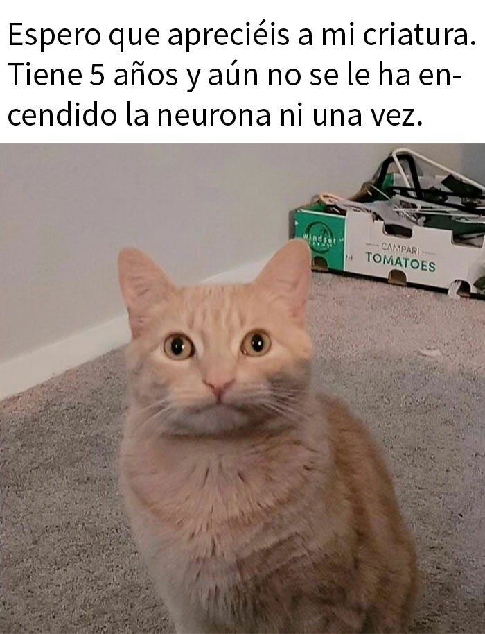 50 Hilarious Animal Memes To Leave You Cackling Like A Hyena