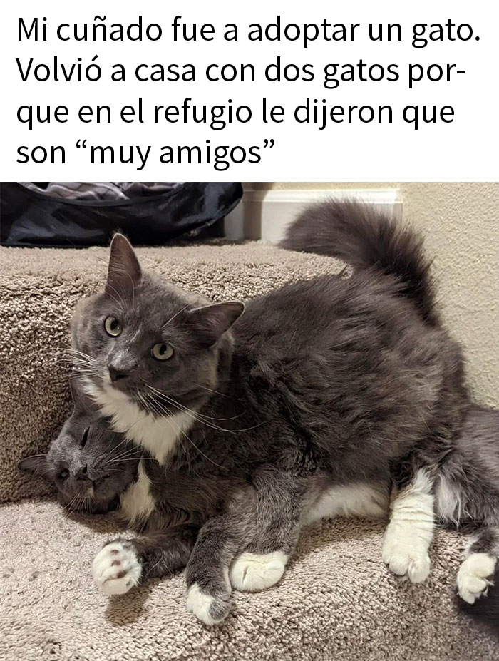 50 Hilarious Animal Memes To Leave You Cackling Like A Hyena