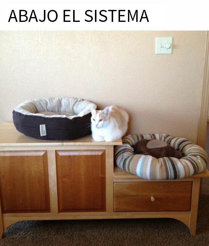 50 Hilarious Animal Memes To Leave You Cackling Like A Hyena