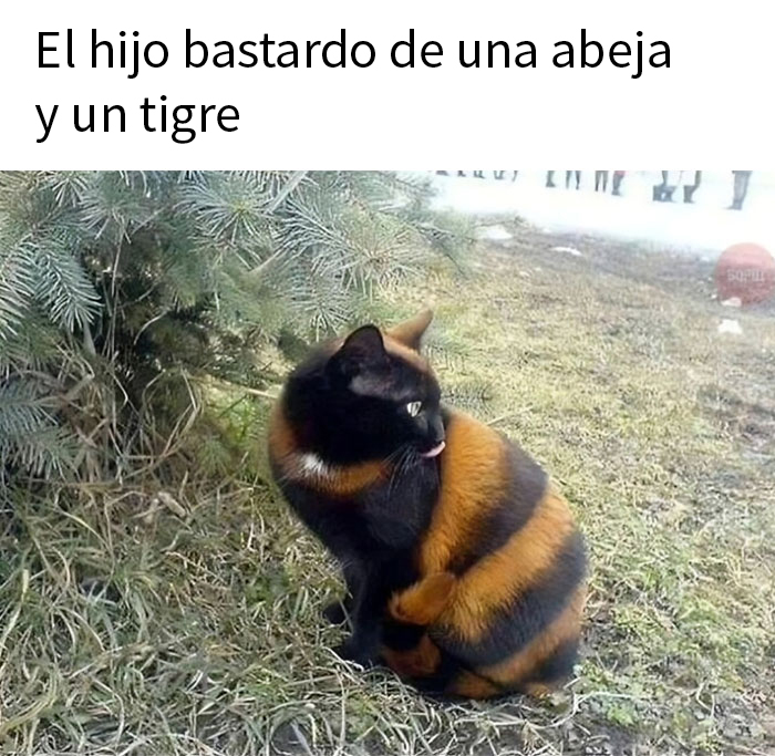 50 Hilarious Animal Memes To Leave You Cackling Like A Hyena