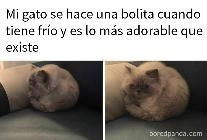 50 Hilarious Animal Memes To Leave You Cackling Like A Hyena