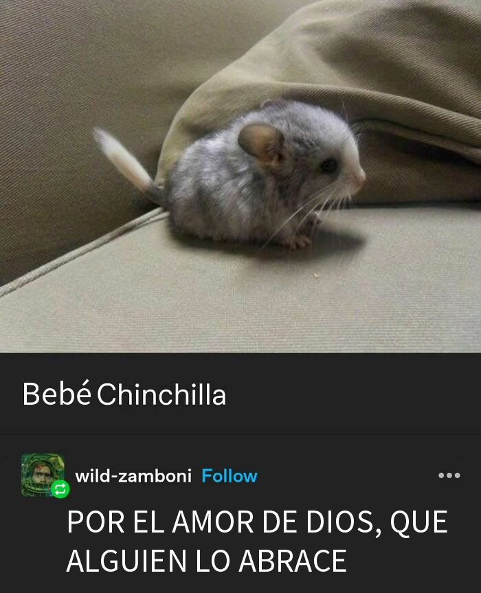 50 Hilarious Animal Memes To Leave You Cackling Like A Hyena