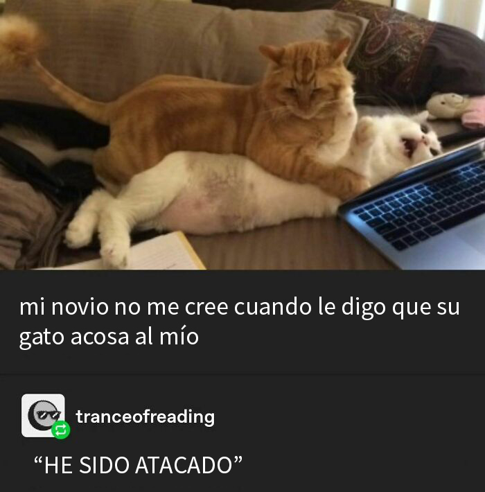 50 Hilarious Animal Memes To Leave You Cackling Like A Hyena