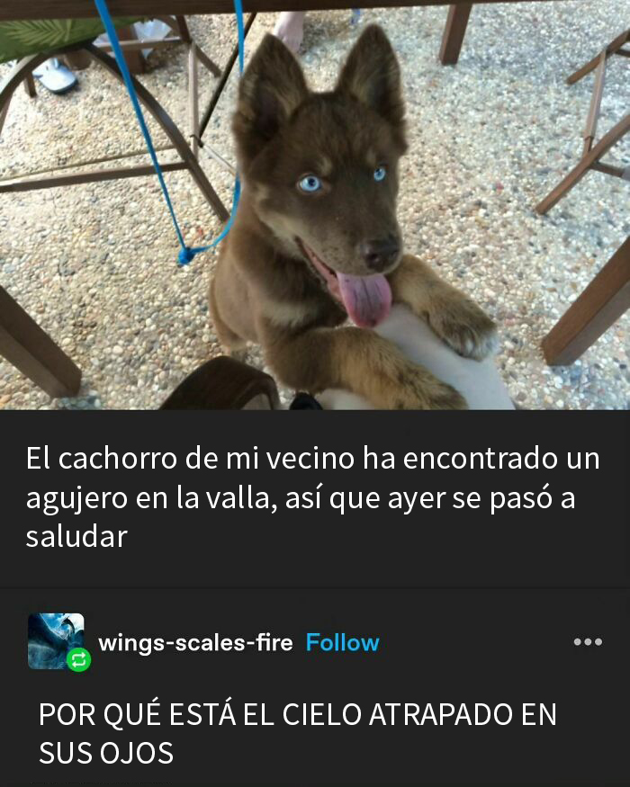 50 Hilarious Animal Memes To Leave You Cackling Like A Hyena