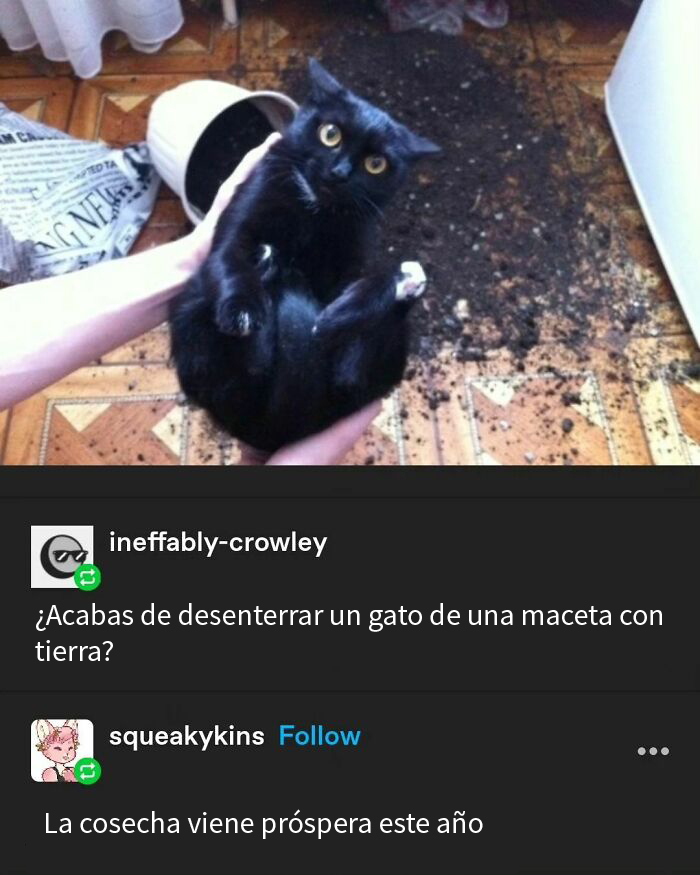 50 Hilarious Animal Memes To Leave You Cackling Like A Hyena