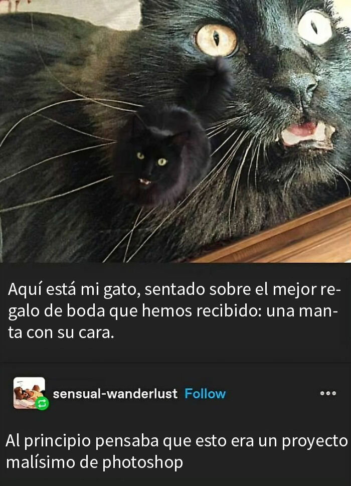 50 Hilarious Animal Memes To Leave You Cackling Like A Hyena