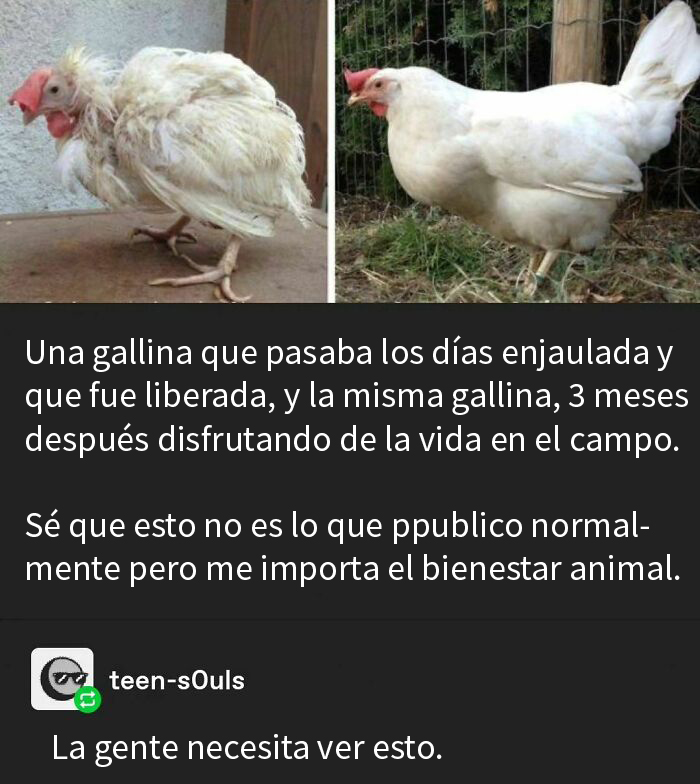 50 Hilarious Animal Memes To Leave You Cackling Like A Hyena