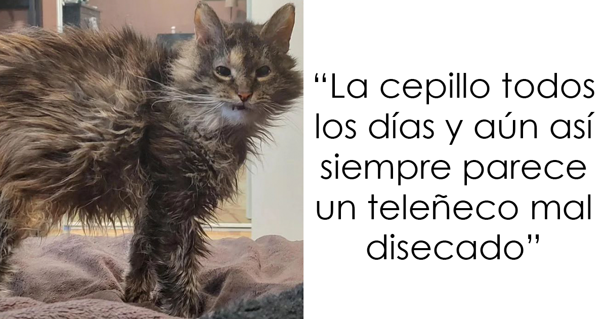 20 Divertidos y reconfortantes memes de animales para alegrarte el día