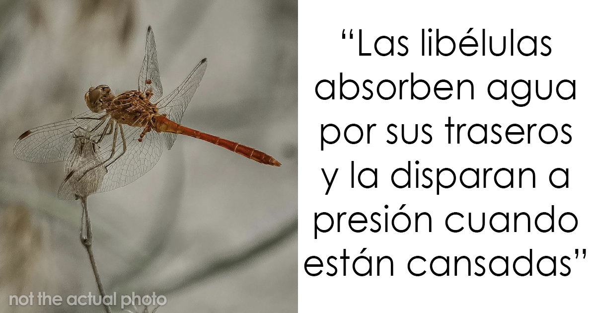 24 Datos interesantes que nadie preguntó, pero disfrutarás igual