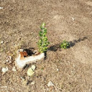 antoniosanchez_1 avatar