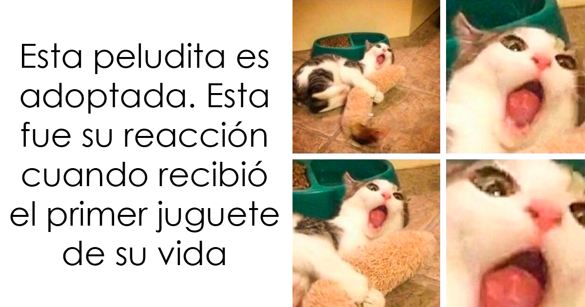 20 Memes de gatos tan adorables como geniales