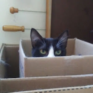 carolinamendoza avatar