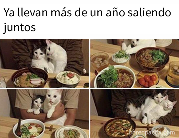 50 Adorable Animal Memes To Make Your Day At Least 99% Better