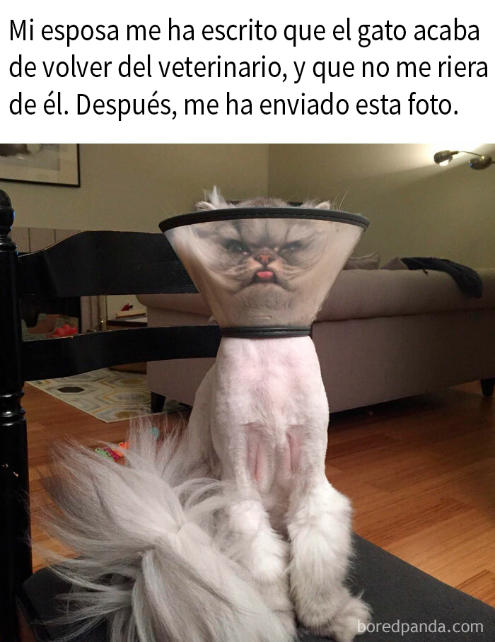 50 Hilarious And Adorable Cat Memes That Prove Why The Internet Loves Them So Much (New Pics)