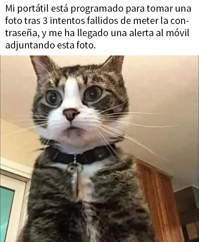 50 Hilarious And Adorable Cat Memes That Prove Why The Internet Loves Them So Much (New Pics)