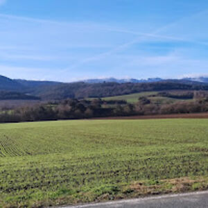 carmenquintanilla avatar