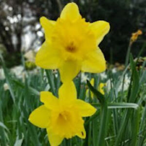 conchigarciacanovas avatar