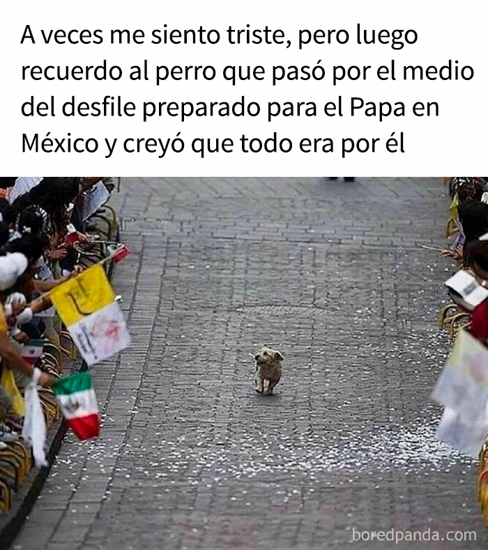 50 Dog Memes That Are Adorable And Funny At The Same Time