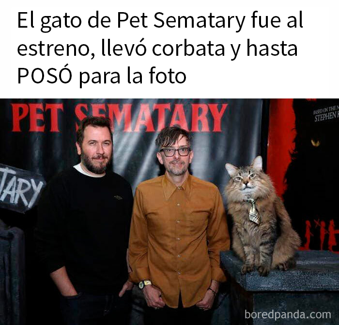 Gato con corbata posa con personas en estreno de Pet Sematary. Memes de animales.
