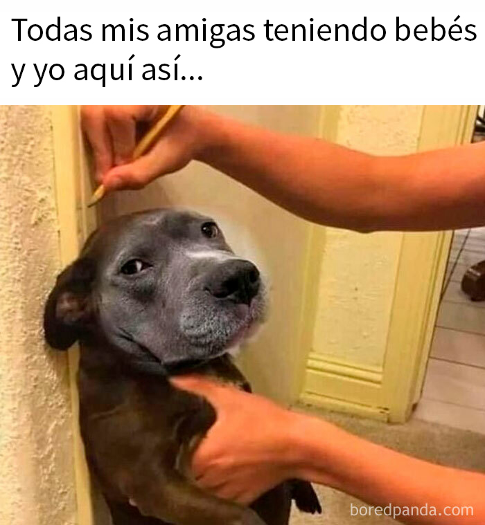 Perro con rostro humano en meme divertido de animales, siendo medido con lápiz en la pared.