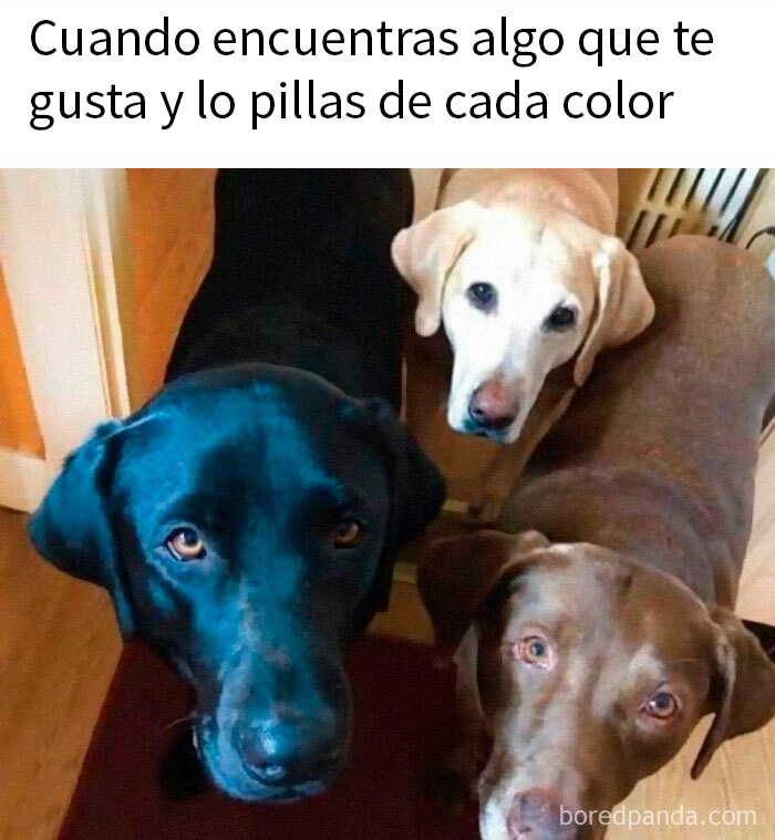 Tres perros de diferentes colores mirando a la cámara, capturando la esencia de encantadores memes de animales.