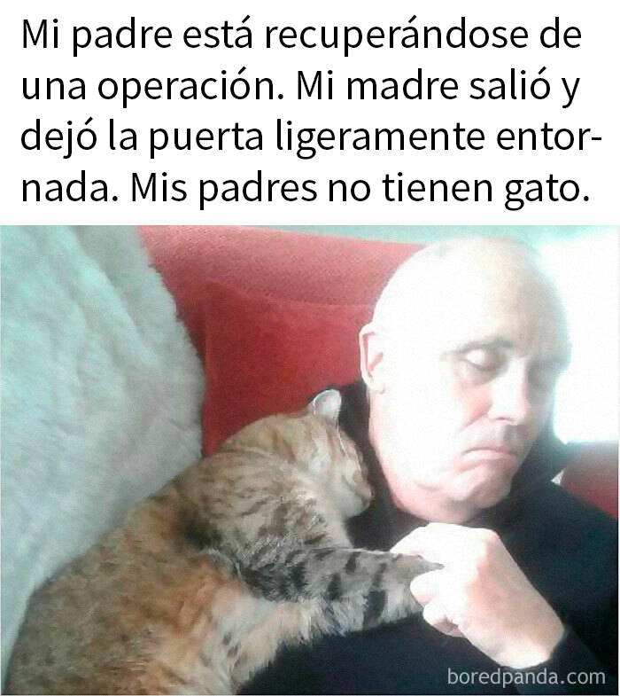 Hombre durmiendo junto a un gato en el sofá; escena divertida y tierna de memes de animales.